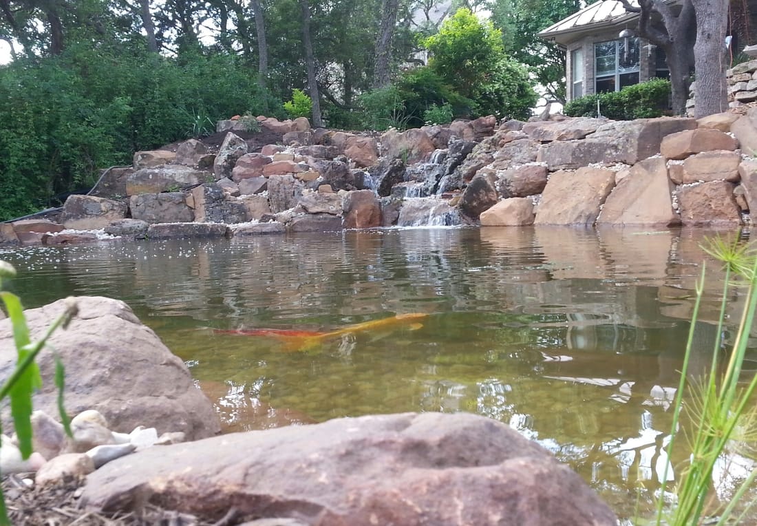 This Extreme Backyard Ecosytem Koi Pond in Austin Texas is 5 feet Deep!